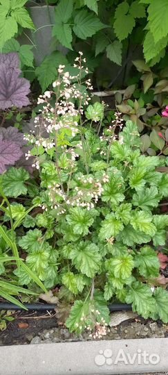 Растения для сада