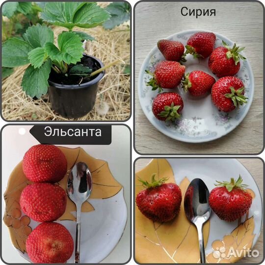 Рассада клубники