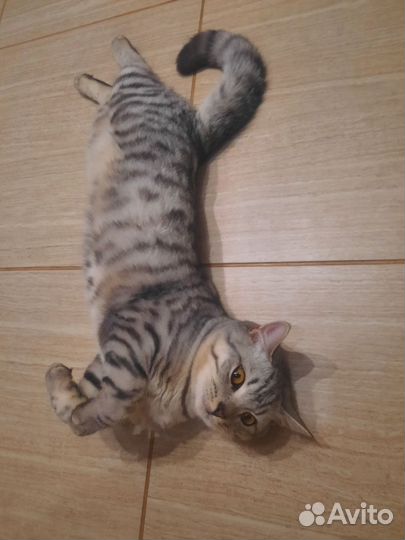 Шотландский кот вязка