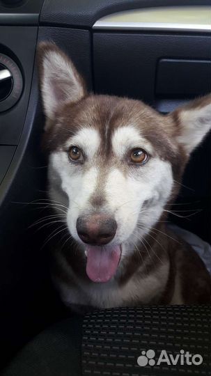 Чудная собака ищет дом