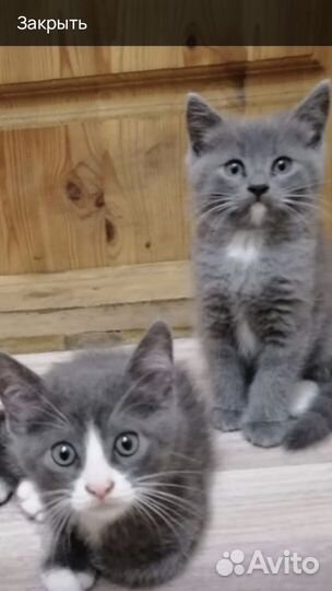 Домашние животные котята