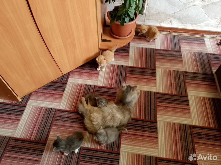 Котята