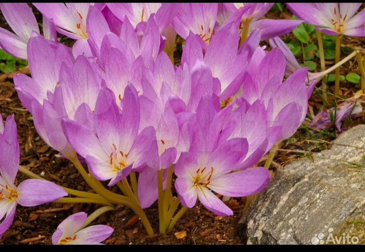 Маргаритки, астильба, бузульник, каллы