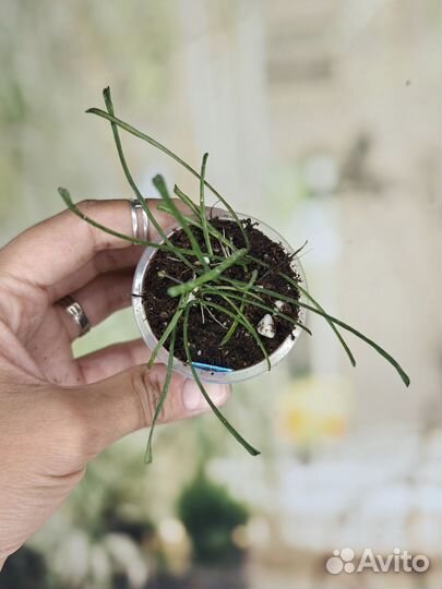 Хойи часть 4