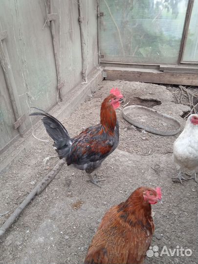 Молодые породистые петухи
