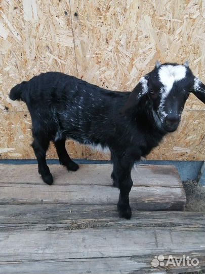 Козел чехо - нубиец