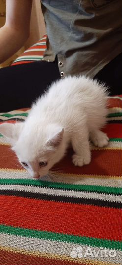 Котята дворянины