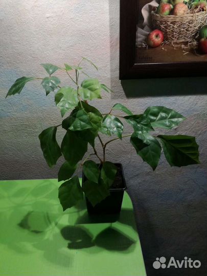 Березка, циссус, комнатный цветок