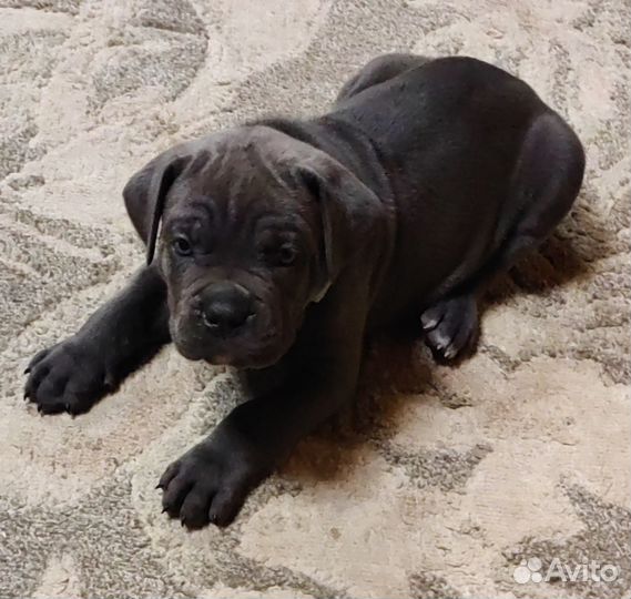 Щенки кане корсо