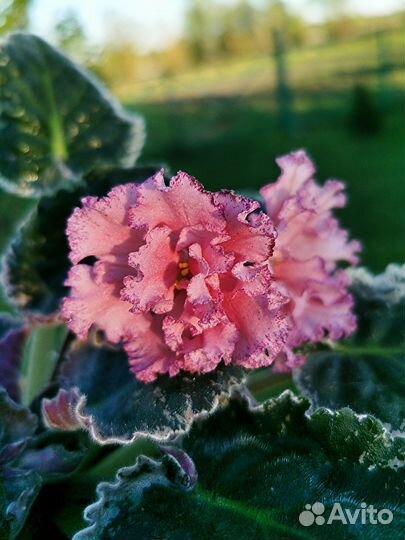 Фиалка цветущая