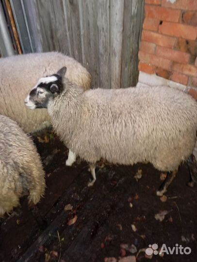Ярка катумского барана