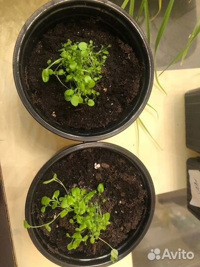 Лобелия плетистая в горшке рассада