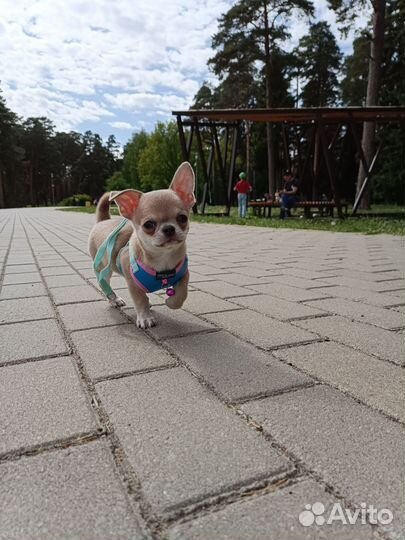 Малыш чихуахуа