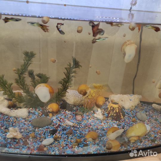 Улитки ампулярии