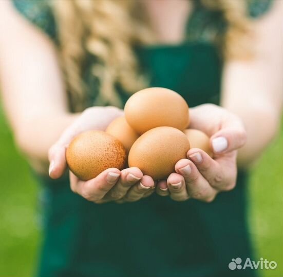 Инкубационное яйцо кур