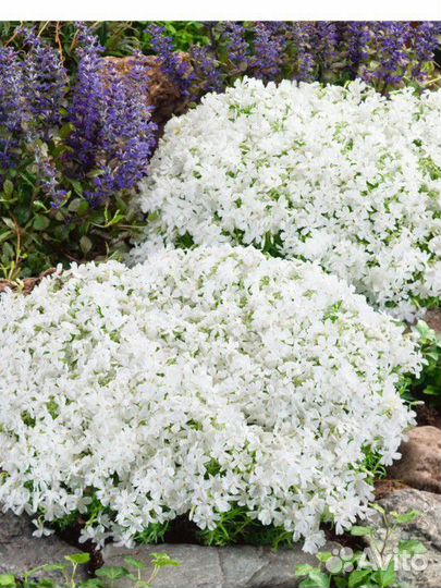 Флоксы Шиловидные Многолетние