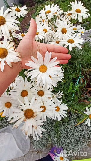 Многолетние растения