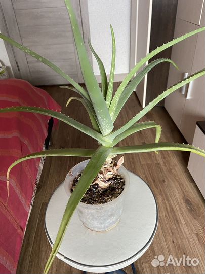 Сансевиерия