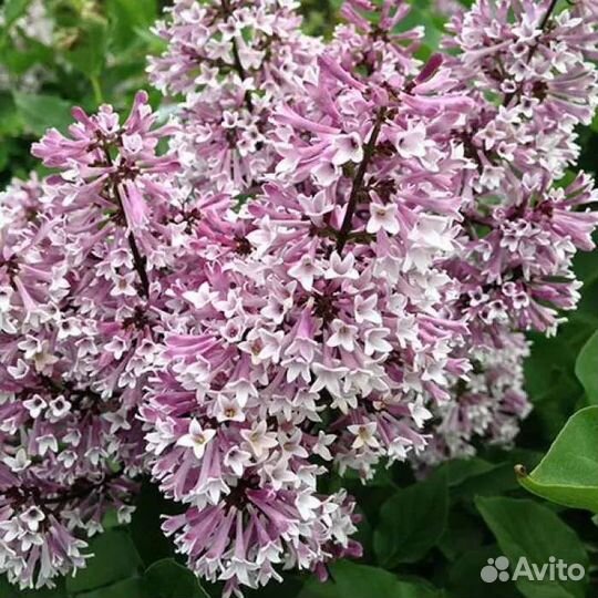 Сирень мисс Ким