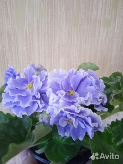 Сортовые фиалки