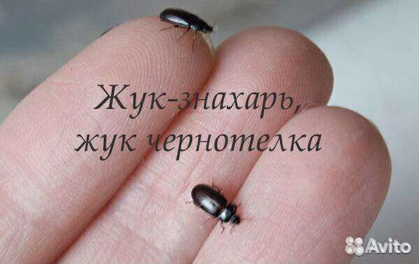 Чернотелка, жук знахарь