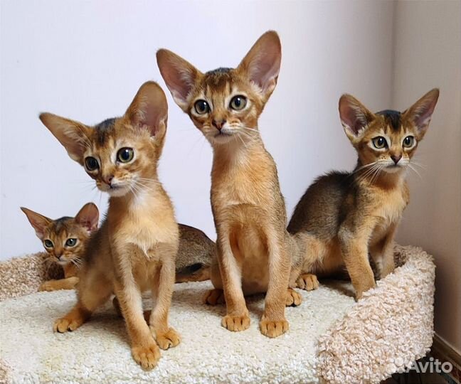 Абиссинские котики