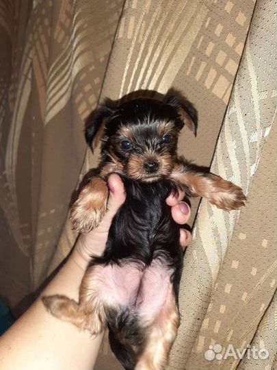 Йоркширский терьер мини