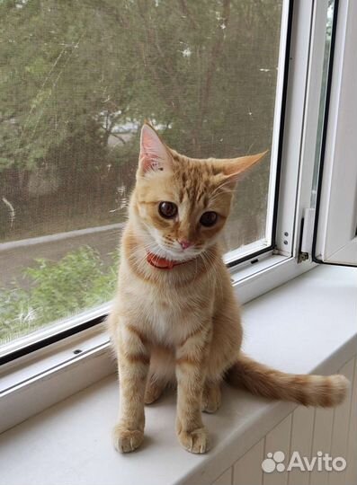 Кошка в добрые руки