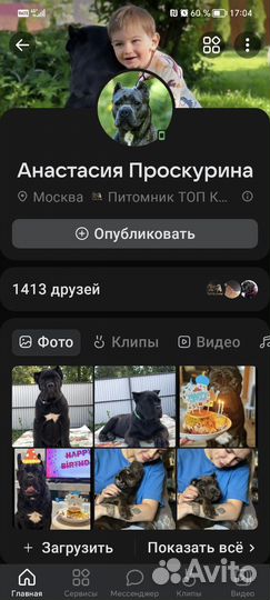 Щенки кане корсо