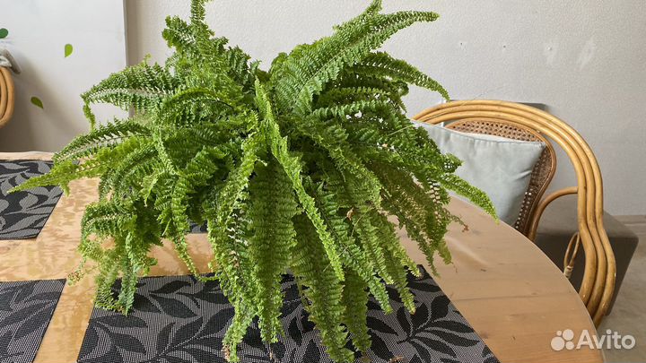 Папоротник