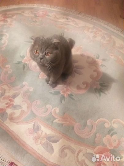 Британская кошка в дар