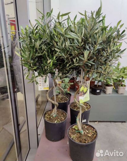 Комнатные растения и деревья, озеленение, от