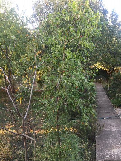 Дача 84 м² на участке 10,9 сот.