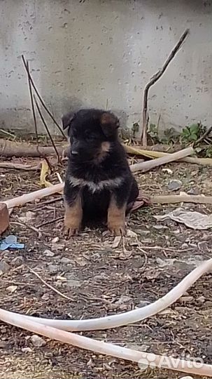 Щенки немецкой овчарки