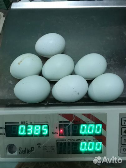 Яйцо голубое амераукан, петухи голубые, черные США