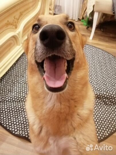 Ищем заботливую семью