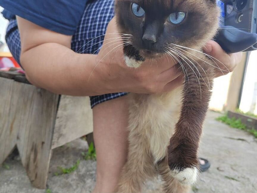 Отдам ласкового котёнка