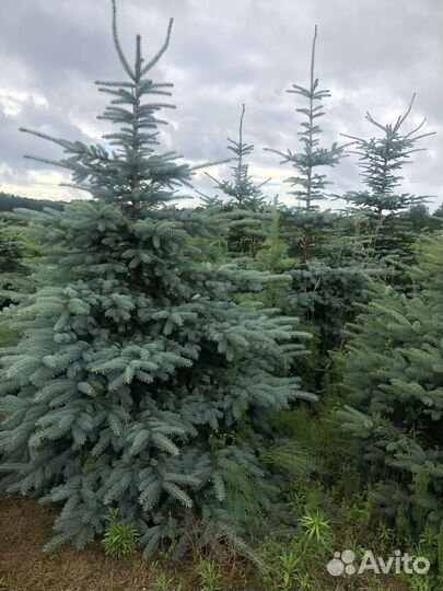 Ель голубая 1-1,2 м