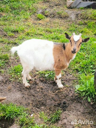 Камерунские карликовые козы