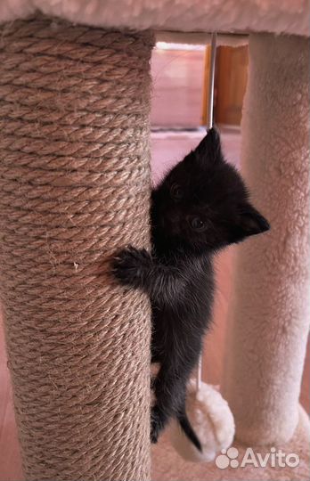 Котята в добрые руки бесплатно