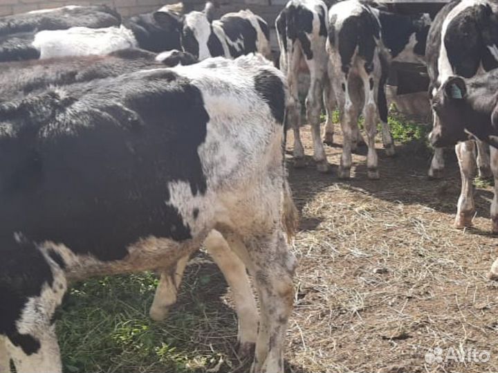 Телята бычки