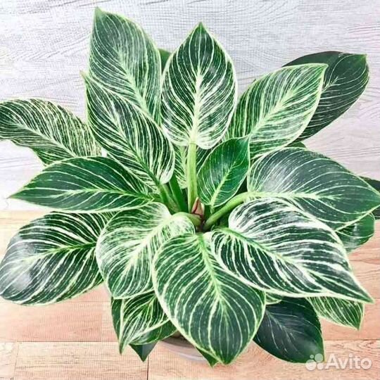 Филодендрон Биркин комнатное растение