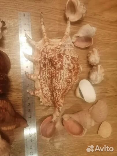 Морские ракушки раковины