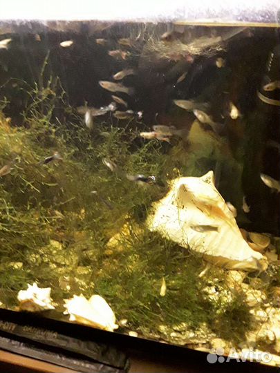 Рыбки гуппи и травка в аквариум