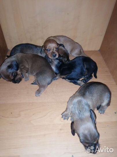 Щенки таксы