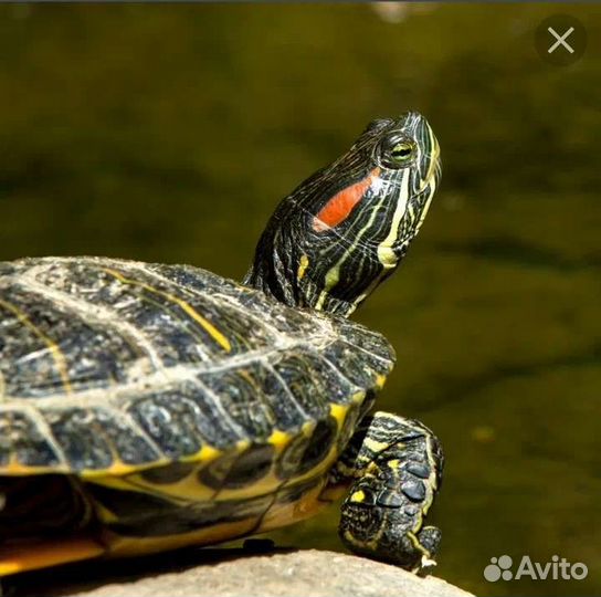 Красноухая черепаха с аквариумом