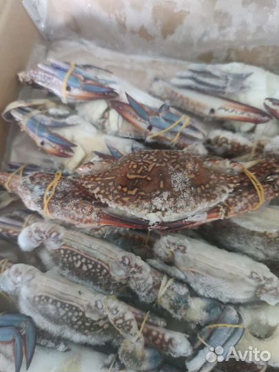 Голубой краб/краб плавунец/турецкий краб