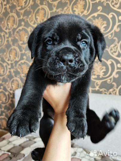 Щенки кане корсо