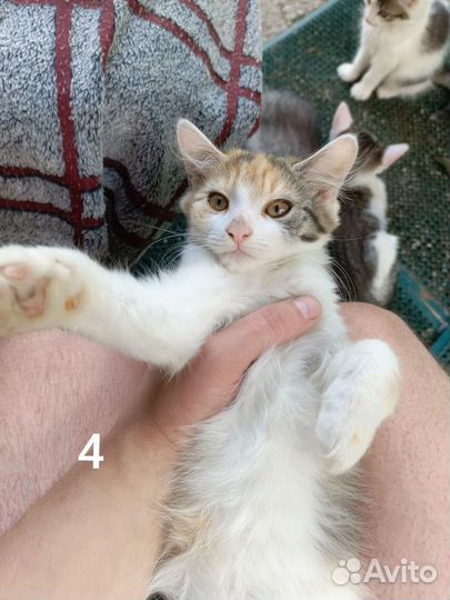 Кошка в дар бесплатно