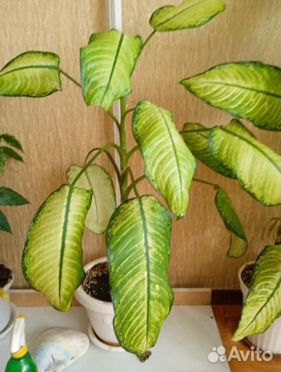 180см Растения для офиса,дома На пол/окно